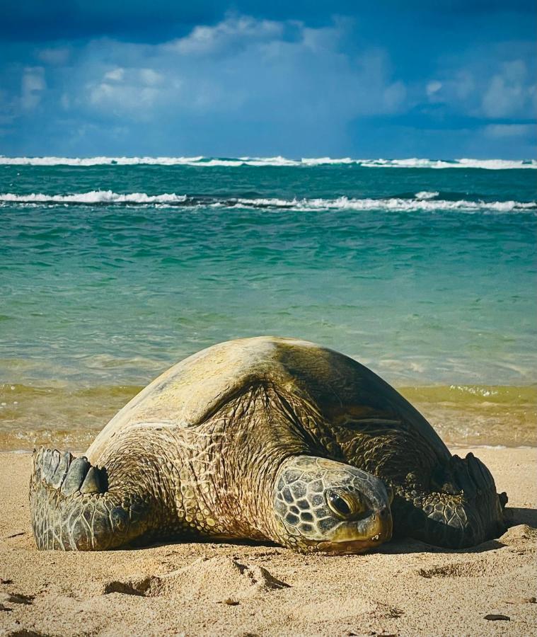 Explore Maui'S Diverse Campgrounds And Uncover The Island'S Beauty From Fresh Perspectives Every Day As You Journey With Aloha Glamp'S Great Jeep Equipped With A Rooftop Tent Paia Exteriör bild